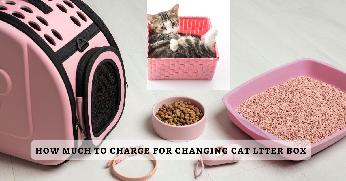 how much to charge for changing cat ltter box