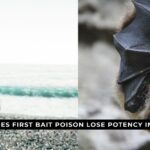 does first bait poison lose potency in heat