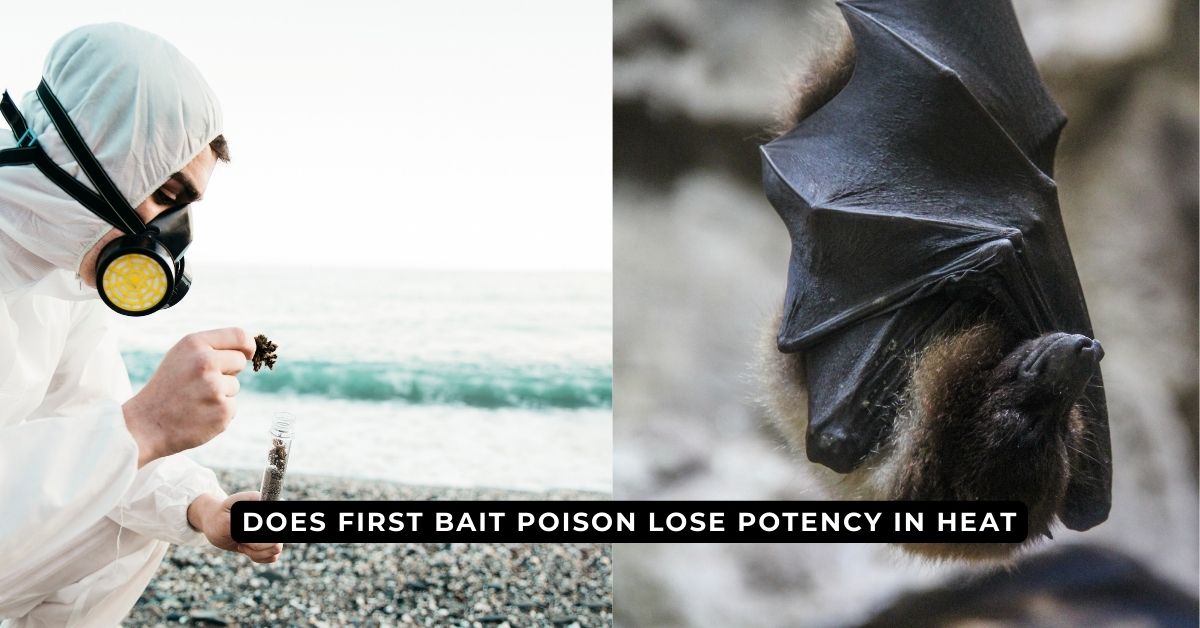 does first bait poison lose potency in heat